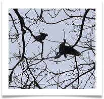 Battle of the Birds - Chris Berg